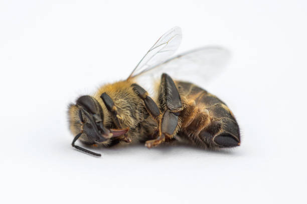 image de macro d’une abeille morte sur fond blanc d’une ruche en déclin, tourmenté par le syndrome d’effondrement des colonies et d’autres maladies - colony swarm of insects pest animal photos et images de collection