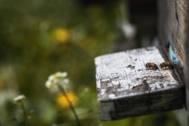 ruches en déclin avec quelques abeilles laissé en vie après que la colonie s’effondrer de trouble et autres maladies - colony collapse disorder photos et images de collection
