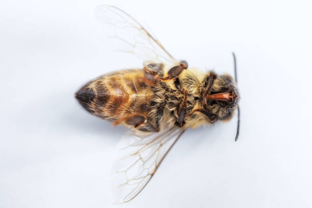 image macro d’une abeille morte sur un fond blanc d’une ruche en déclin, affligée par le désordre d’effondrement de colonie et d’autres maladies - colony collapse disorder photos et images de collection