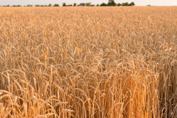 istock Golden wheat field and sunny day 808560594