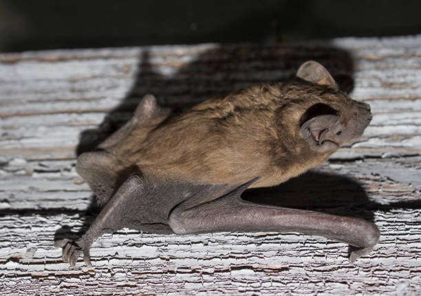 istock Bat animal crawling on a wooden board closeup 808565266