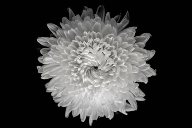 istock Chrysanthemum on black background, black and white color 808566706