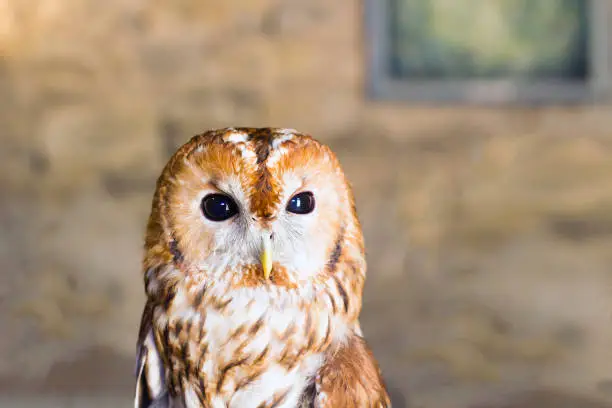 Tawny owl or brown owl. Portrait Strix aluco owl