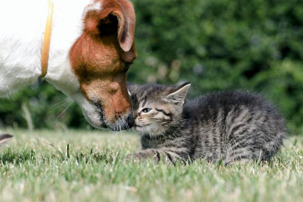 istock Little kittens play in the grass 808579134