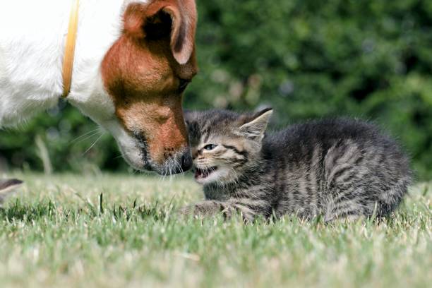 istock Little kittens play in the grass 808579148