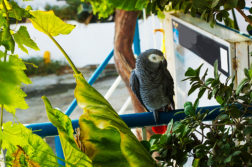 African grey parrot sitting on bar under tree. Psittacus erithacus bird