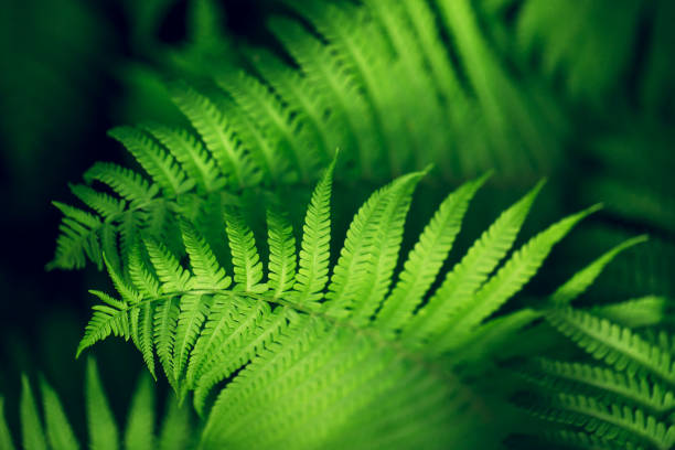 Beautiful fern leaves, macro Perfect natural fern pattern. Beautiful background made with young green fern leaves. Seleclive focus. Place for text. polypodiaceae stock pictures, royalty-free photos & images