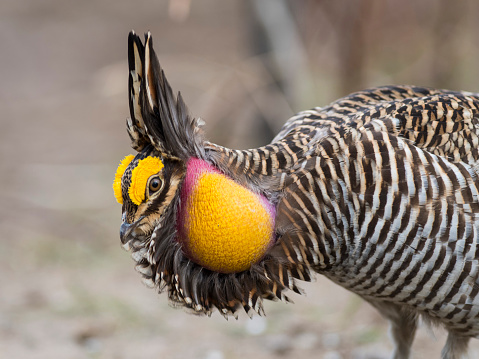 A Booming and displaying Greater Prairie Chicken in the spring