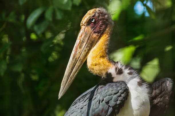 istock Eagle in Bali Island Indonesia 808601968