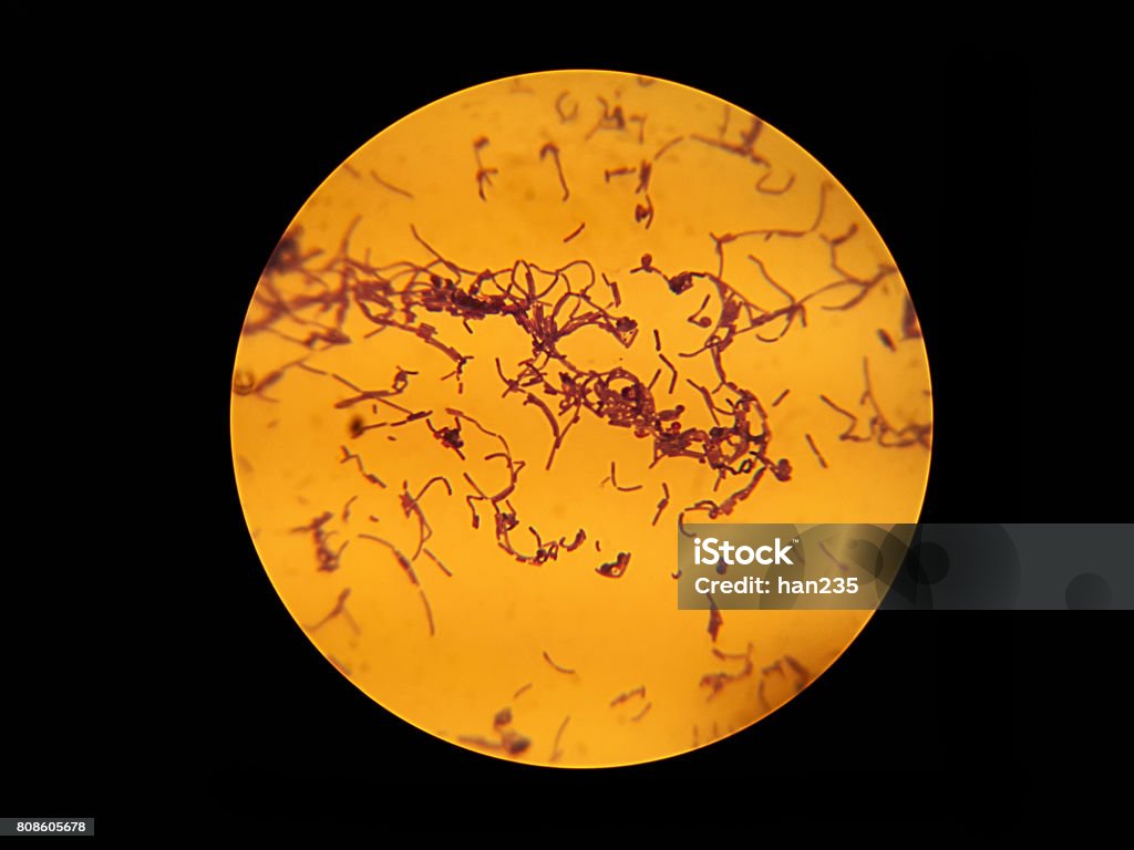 Bacilo de observación de la microscopia de Microbiología - Foto de stock de Bacteria libre de derechos