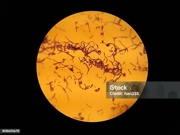 Bacilo De Observación De La Microscopia De Microbiología Foto de stock y más banco de imágenes de Bacteria