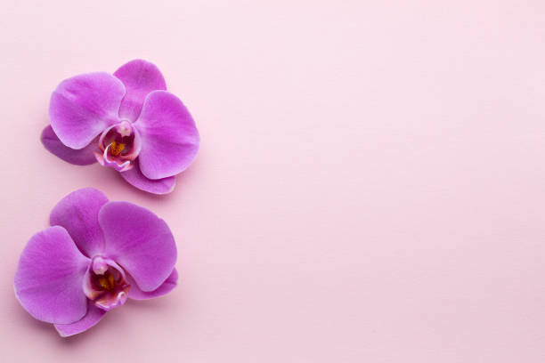 istock Pink beautiful orchid on colored background. 808616500
