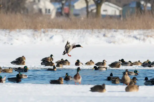 Photo of Mallard Ducks