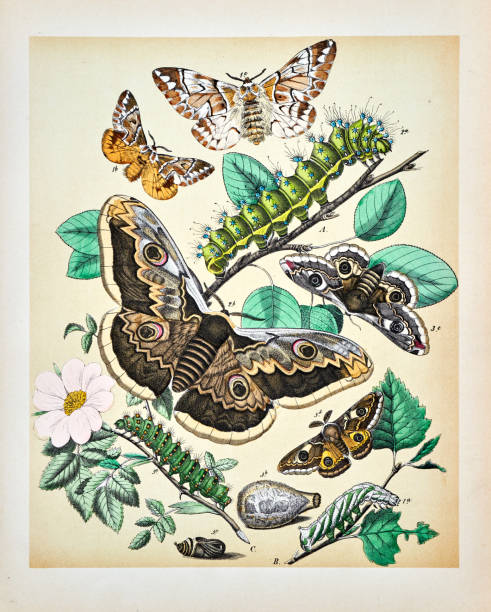 istock Butterflies, Moths, Insects and Plants - Illustration 1889 808627628