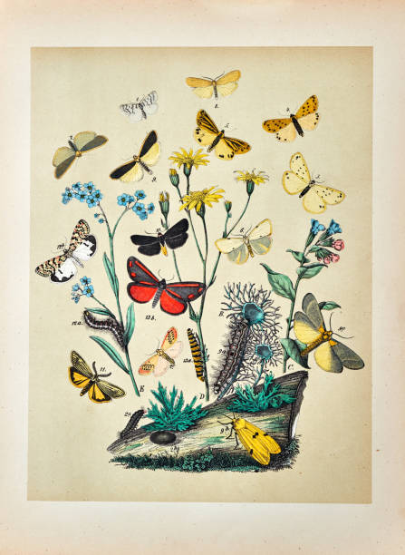 istock Butterflies, Moths, Insects and Plants - Illustration 1889 808641806