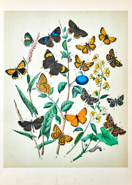 istock Butterflies, Moths, Insects and Plants - Illustration 1889 808644874