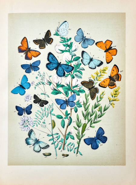 istock Butterflies, Moths, Insects and Plants - Illustration 1889 808645060