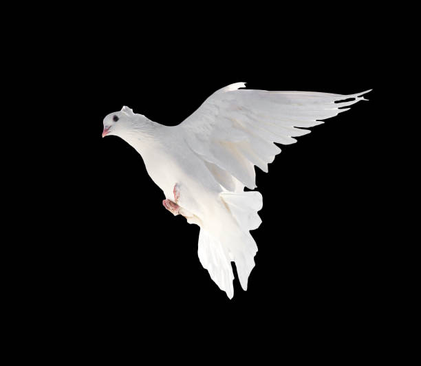 istock A free flying white dove isolated on a black background 808646120