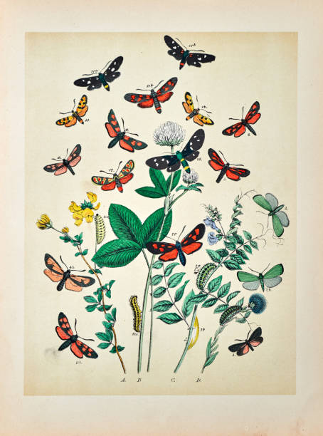 istock Butterflies, Moths, Insects and Plants - Illustration 1889 808655240