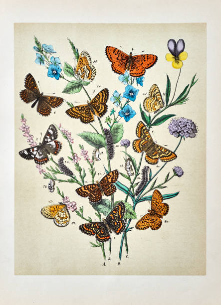 istock Butterflies, Moths, Insects and Plants - Illustration 1889 808656738