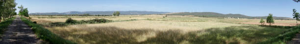 istock Green way black eyes in its passage by Barracas in Castellon 808657380