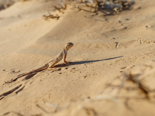 istock Lizard toadhead agama in the sand dunes and long shadow in the evening. 808688324