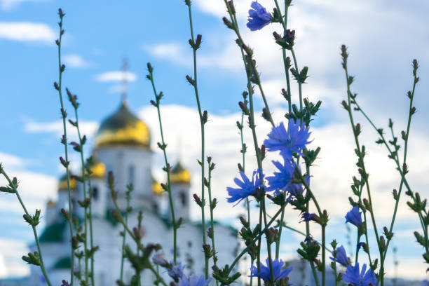 fiori estivi blu sullo sfondo di cupole dorate splendenti sfocate di una chiesa ortodossa russa contro nuvole bianche sul cielo blu - siberia russia russian orthodox orthodox church foto e immagini stock