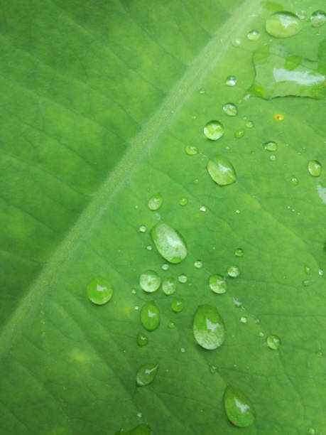 istock green leaf texture with drops of water, beautiful natural background 808704428