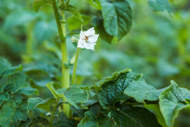 istock potato plant blossom 808704916