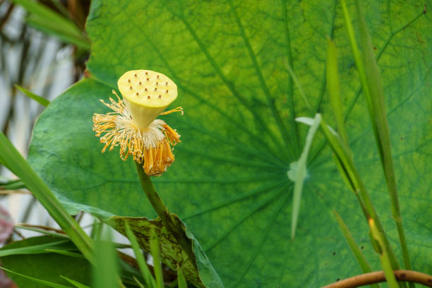 istock Yellow fruit of lotus flower 808705752