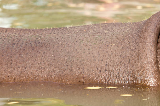 istock hippopotamus skin as background 808722734