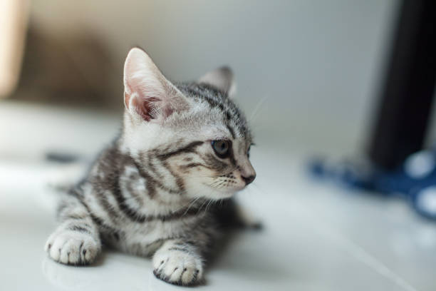 istock baby cat scottish fold in my house 808731772