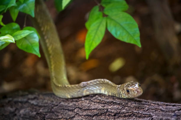 istock close up shot of Rat Snake 808732338