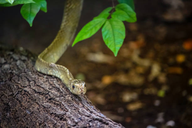 istock close up shot of Rat Snake 808732380