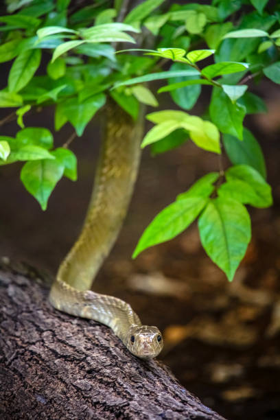 istock close up shot of Rat Snake 808732392