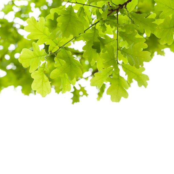 istock Green oak tree leaves over white background 808739814