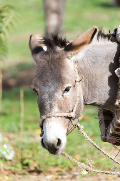 istock portrait of a donkey 808739824