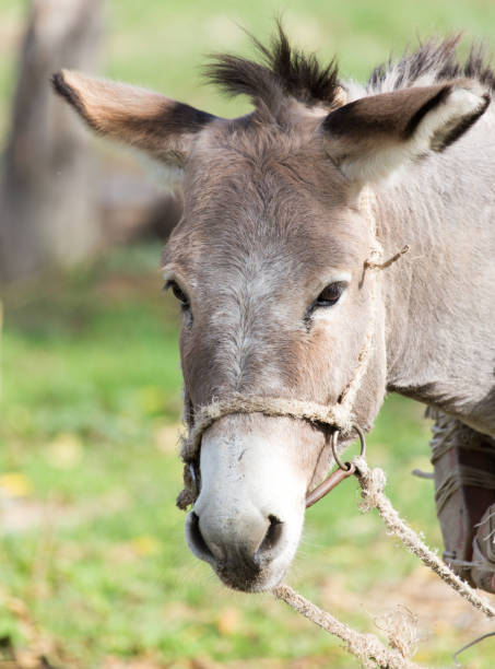istock portrait of a donkey 808744262