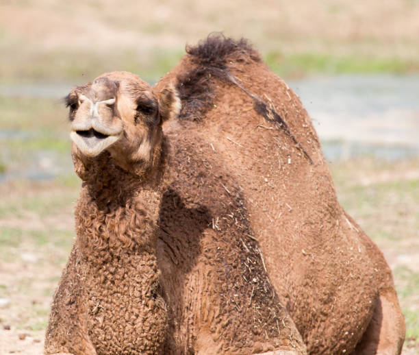 istock camel portrait in nature 808751508