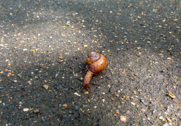 istock Snail on the asphalt road 808769966