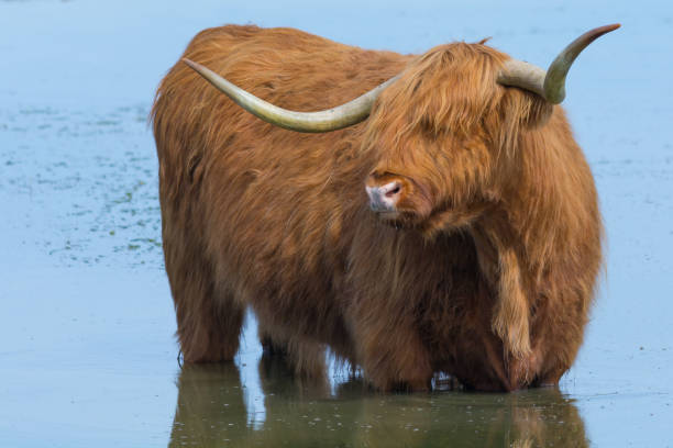istock Highland Cow Standing in Water Looking Sideways 808772776