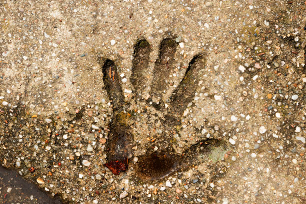 istock human palm print on a concrete slab. 808773834