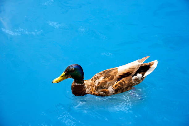 istock Duck with beautiful feathers floats on cool water in the summer day. 808774016