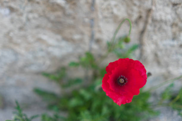 istock Soft focus on red poppy flower with stone wall background 808774128