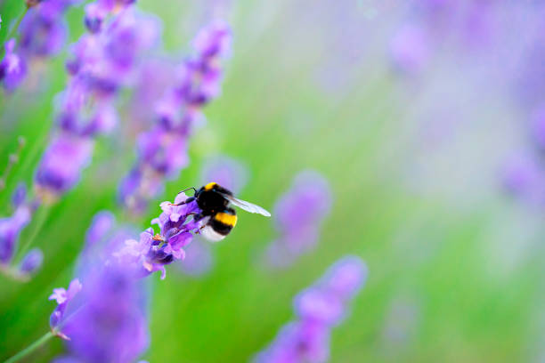 shaggy bumblebee gathers nectar from a lavender flower, background