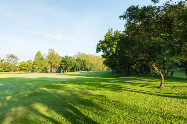 istock Scenery green grass at the nature park in morning 808779132