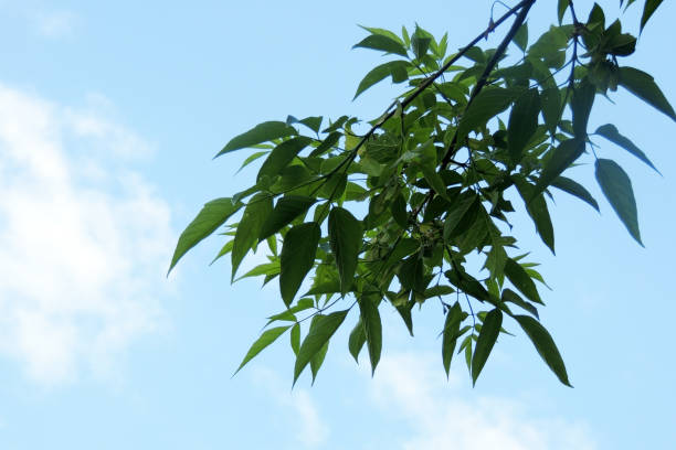 Maple leaves against the sun