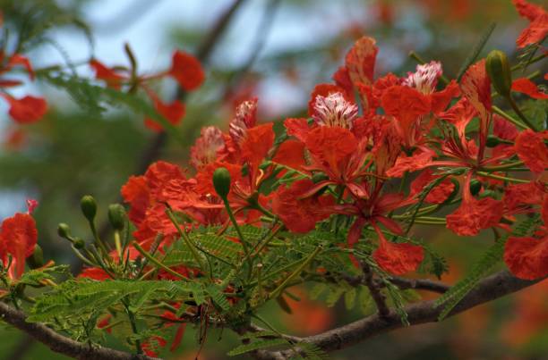 istock blooming flame tree flowers in clusters on a branch 808799926