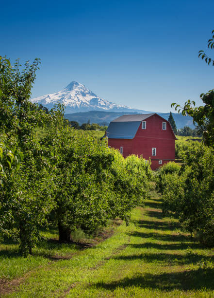 Mt Hood and Red Barn Oregon - US State, Mt Hood, Hood River Valley, Summertime, Mountain oregon barn farm mt hood stock pictures, royalty-free photos & images