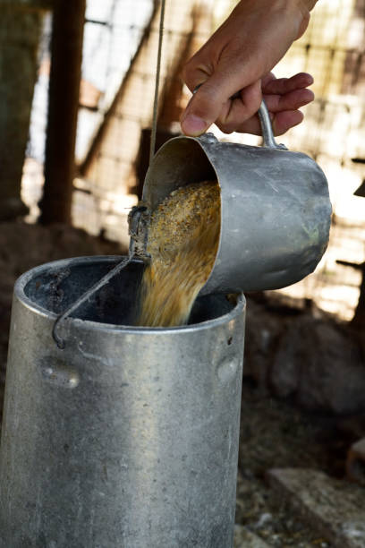 istock farmer man filling a feeder in a henhouse 808812140